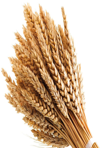 fasciograno