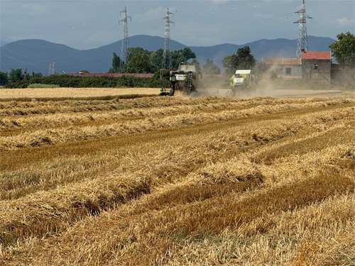 raccoltagrano2.2024